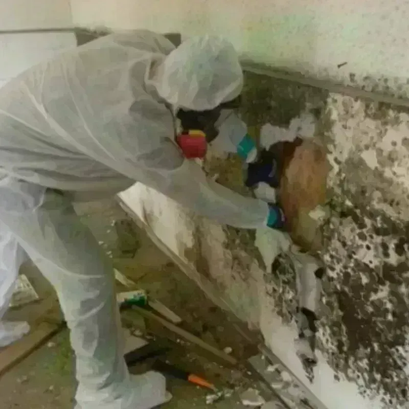 Mold Remediation and Removal in Mount Vernon, OH